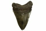 Serrated, Fossil Megalodon Tooth - South Carolina #310081-1